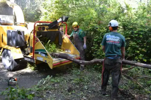 tree services Resaca